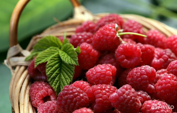 Саженцы малины, крыжовника, ч/смородины, ежевики