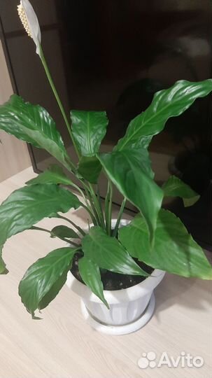 Спатифиллум