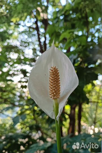 Спатифиллум (Женское Счастье)