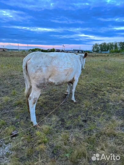 Корова первотелка
