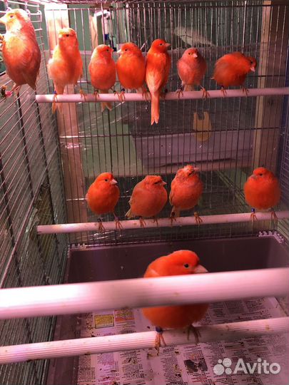 Кенара и канарейки