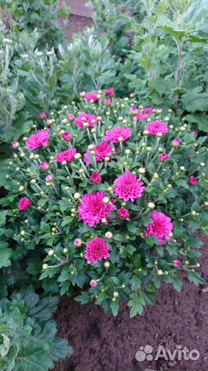 Хризантемы мультифлора