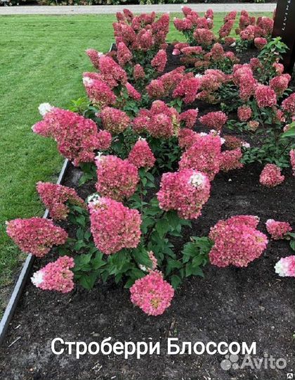 Гортензия метельчатая