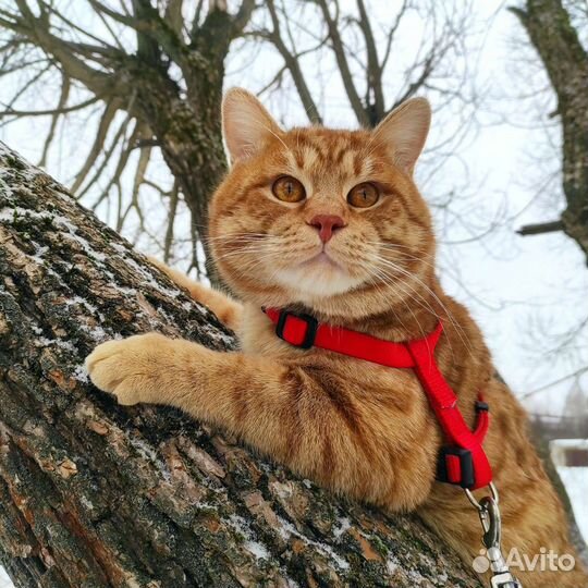 Курильский кот вязка