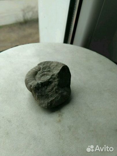 Окаменелости Балтийское море