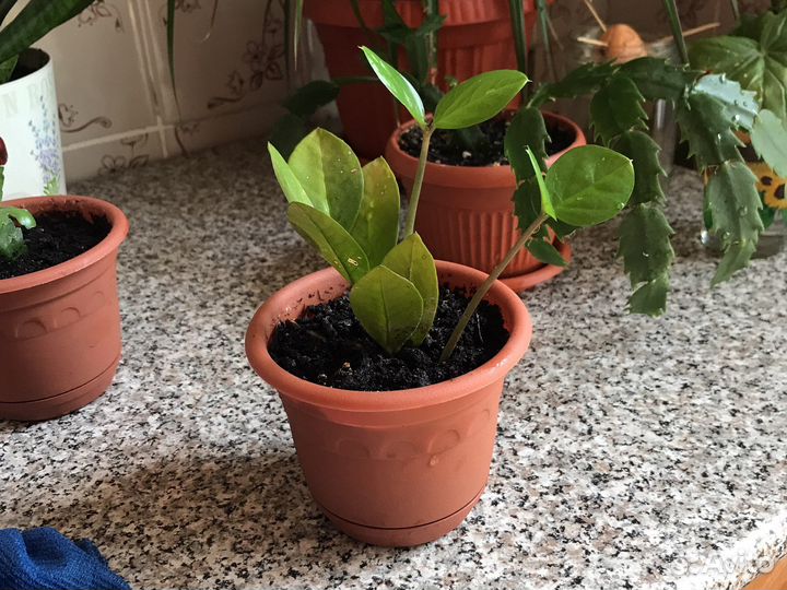 Замиокулькас(долларовое дерево)