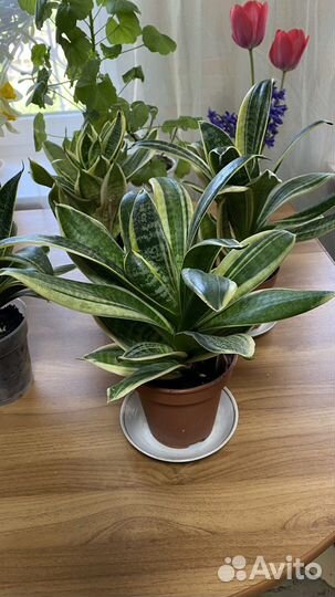 Сансевиерия