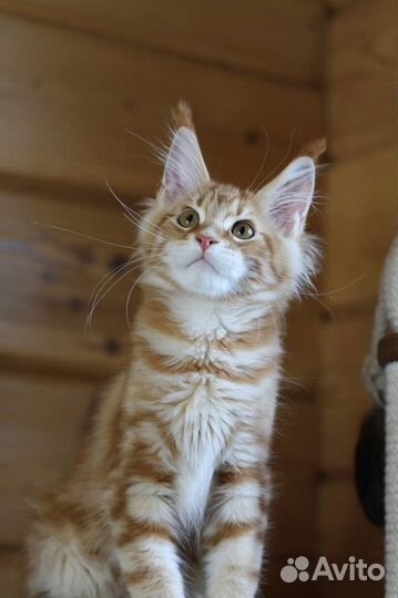 Котята мейн-кун в любимцы и в разведение