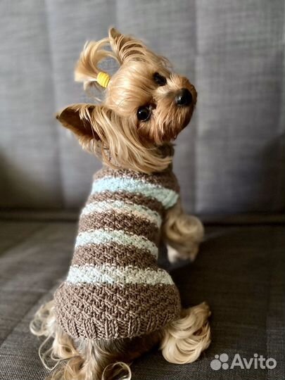 Одежда для собак