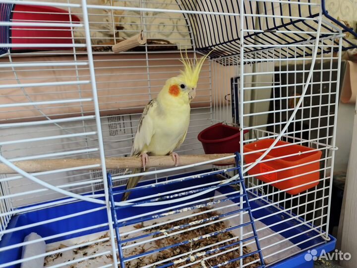 Орнитолог Специалист по птицам