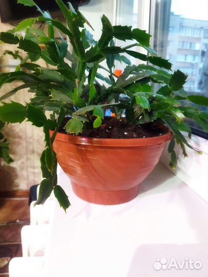 Шлюмбергера (декабрист) белая