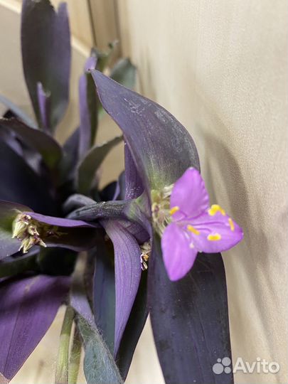 Традесканция