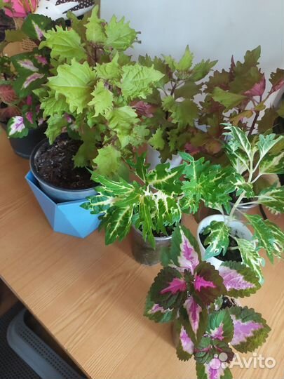 Колеусы сортовые