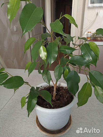 Фикус Наташа