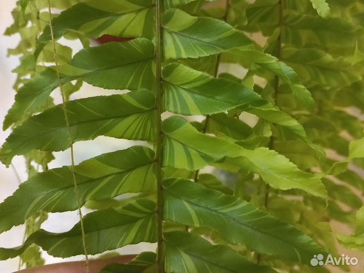 Папоротник нефролепис вариегатный