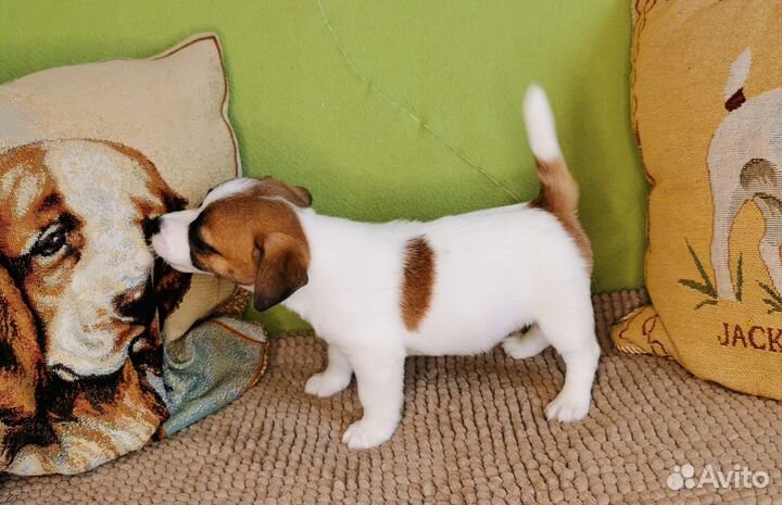 Джек Рассел терьер