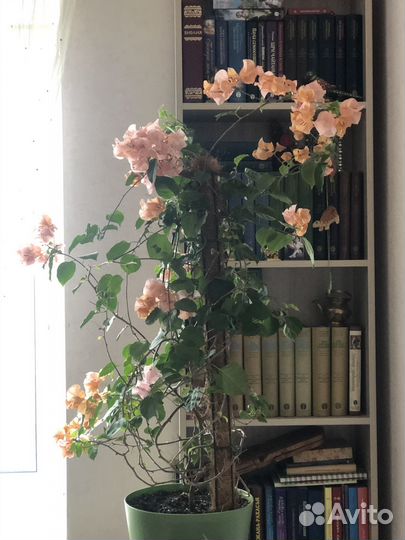 Бугенвилия