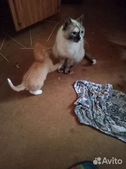 Котята в добрые руки