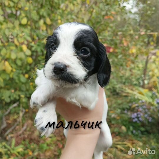 Щенки русского спаниеля