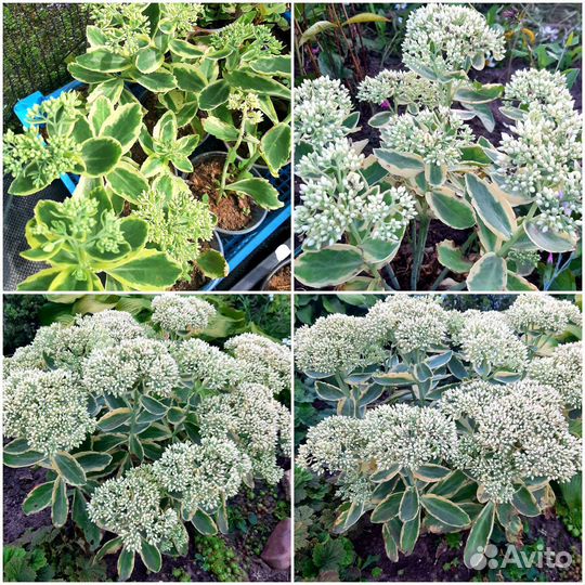 Многолетники для сада