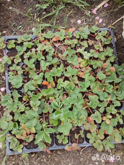 Рассада клубника Альбион