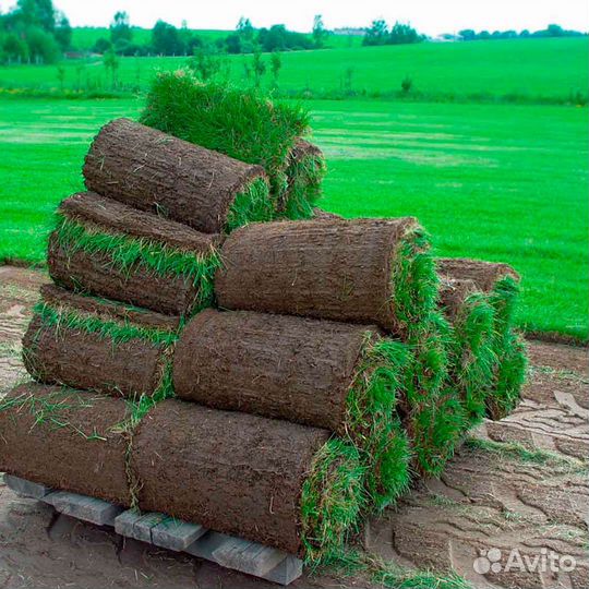 Рулонный газон Элит 2023г