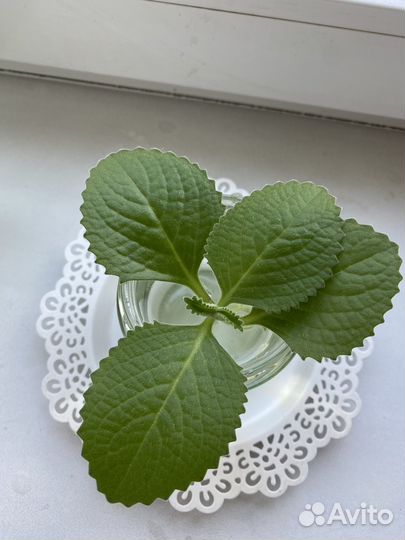 Мята комнатная (Плектрантус)