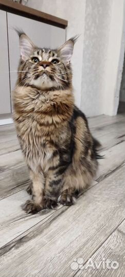 Вязка Кот Мейн кун с родословной