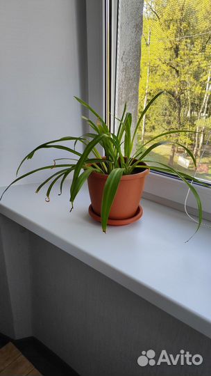 Хлорофитум