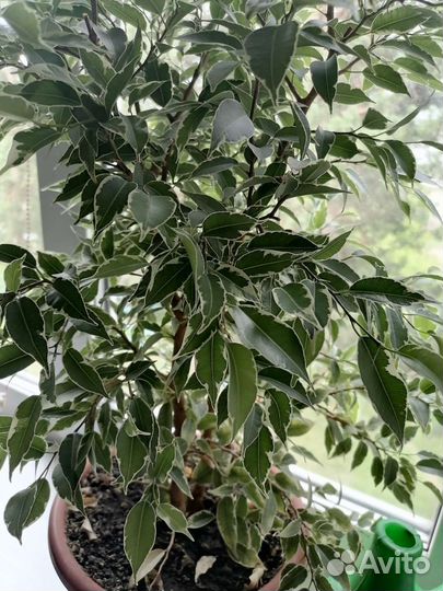 Фикус бенджамина