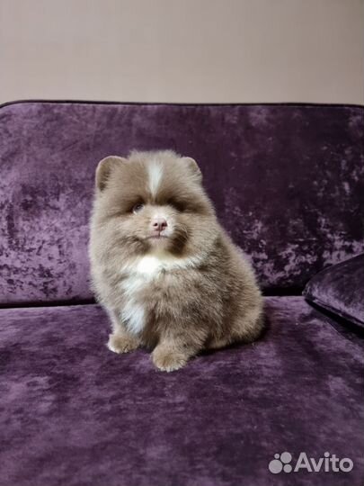 Шпиц лиловый