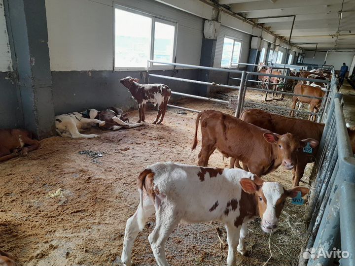 Бычки телята