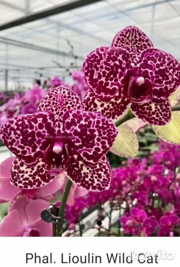 Орхидея Phal. Wild Cat