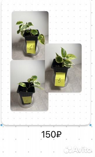 Комнатные растения