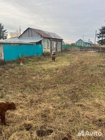 Телята бычки племенные с доставкой