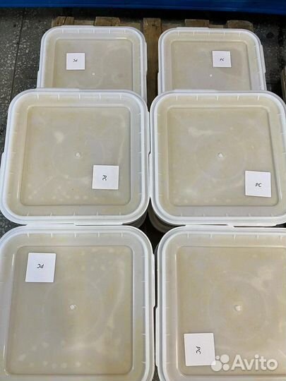 Свежий донниковый мёд оптом