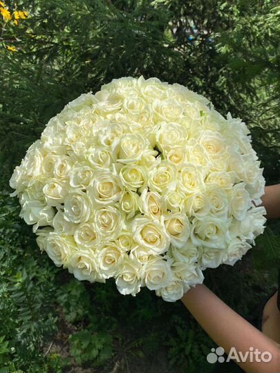 Голландская роза от производителя