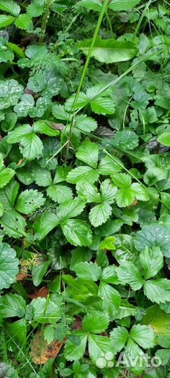 Свежие/сушеные листья 2023г. смородины/ земляники