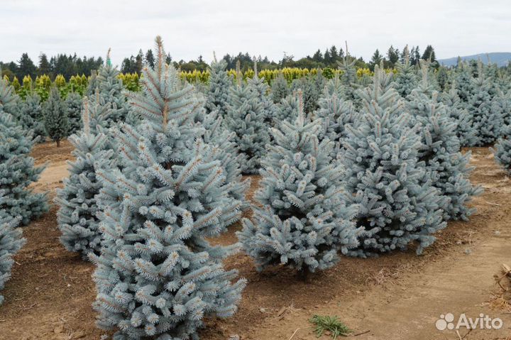 Ели редких сортов в горшках
