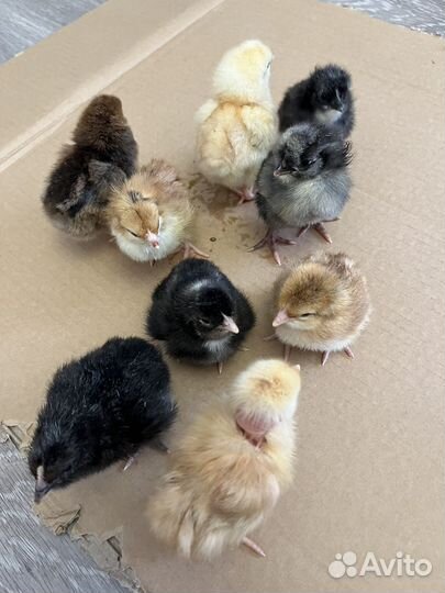 Цыплята суточные