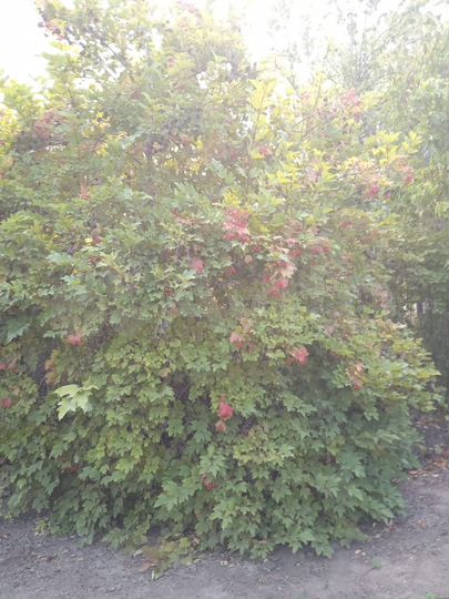 Участок 5,5 сот. (СНТ, ДНП)