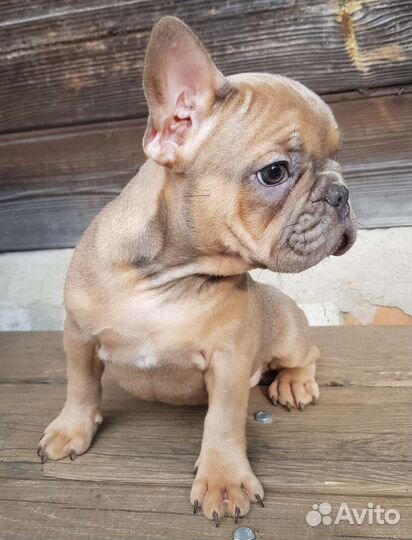 Французики щенки