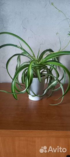 Хлорофитум кудрявый, хатиора, алое
