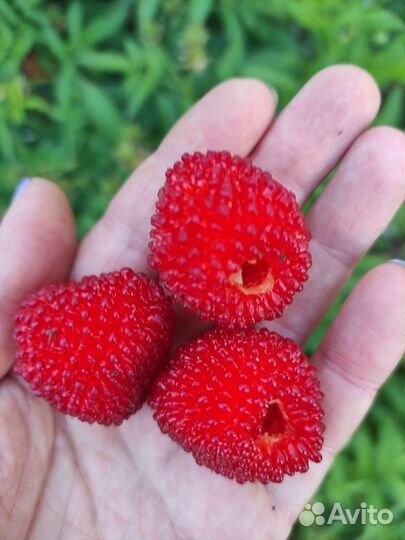 Клубника-малина