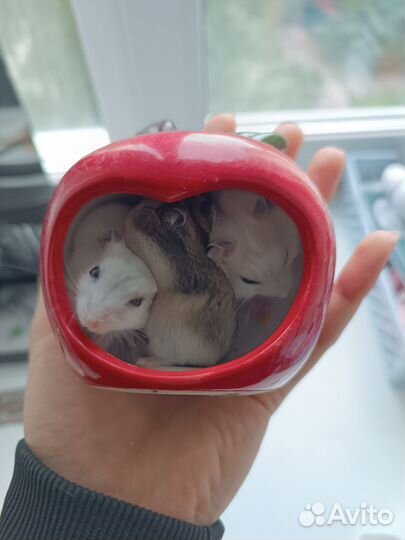 Джунгарский хомяк