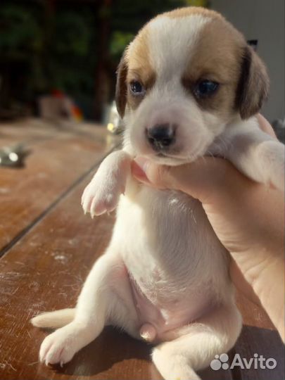 Щенки Бигль в добрые руки