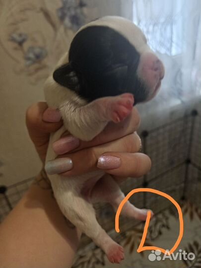 Щенки французского бульдога в Ленинске кузнецком