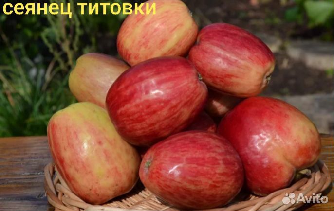 Саженцы плодовых деревьев