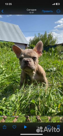 Щенки Французского бульдога