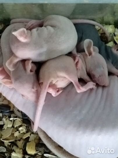 Крысули - лапули